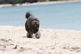 PETIT CHIEN LION 112